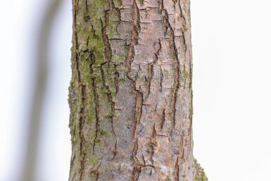 Salix babylonica 'Tortuosa' hoogstam 20/25