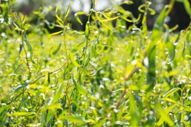 Salix babylonica 'Tortuosa' hoogstam 20/25
