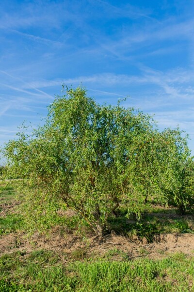 Salix babylonica 'Tortuosa' meerstammig 400-450