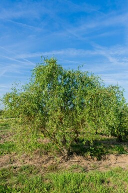 Salix babylonica 'Tortuosa' meerstammig 400-450