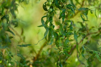 Salix babylonica 'Tortuosa' meerstammig 400-450