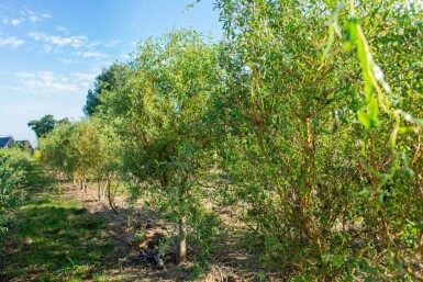 Salix babylonica 'Tortuosa' meerstammig 400-450