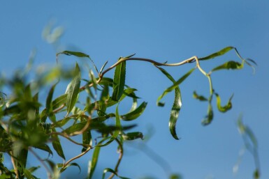 Salix babylonica 'Tortuosa' meerstammig 400-450
