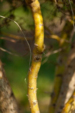 Salix babylonica 'Tortuosa' meerstammig 400-450