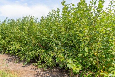Salix caprea meerstammig 200-250