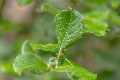 Salix caprea meerstammig 200-250