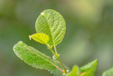 Salix caprea meerstammig 200-250