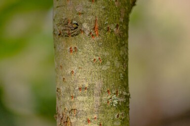 Salix caprea meerstammig 200-250