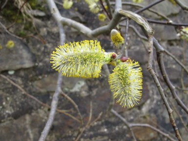 Salix caprea meerstammig 200-250