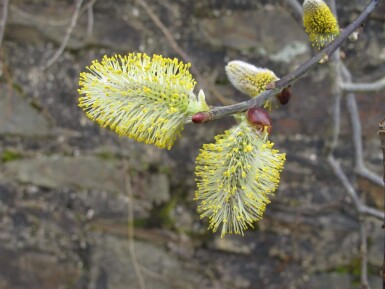 Salix caprea meerstammig 200-250