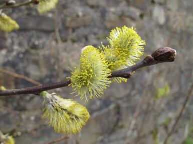 Salix caprea meerstammig 200-250