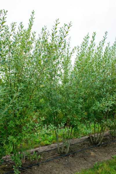Salix cinerea meerstammig 200-250