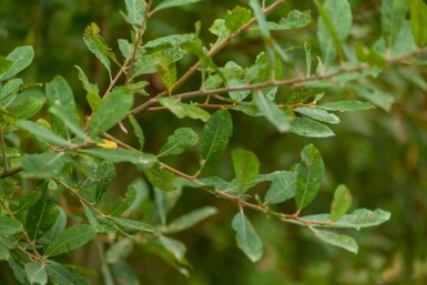 Salix cinerea meerstammig 200-250