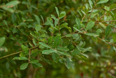 Salix cinerea meerstammig 200-250