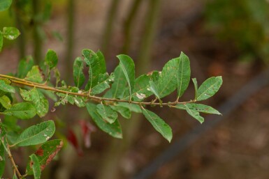 Salix cinerea meerstammig 200-250