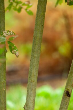 Salix cinerea meerstammig 200-250