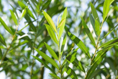 Salix fragilis hoogstam 14/16