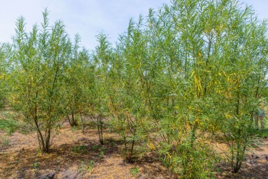 Salix fragilis meerstammig