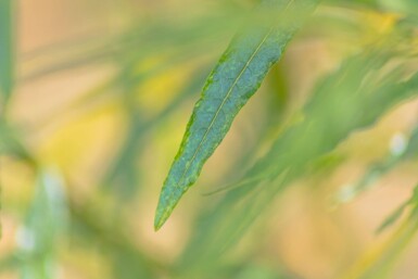 Salix fragilis meerstammig
