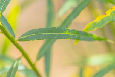 Salix fragilis meerstammig