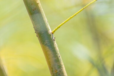 Salix fragilis meerstammig