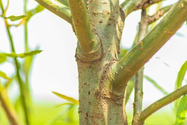 Salix fragilis meerstammig