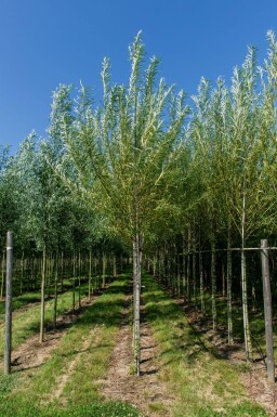 Salix viminalis hoogstam 14/16