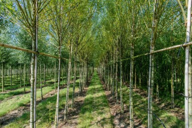 Salix viminalis hoogstam 14/16