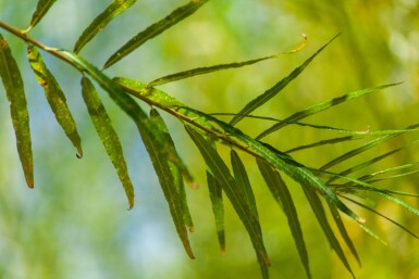 Salix viminalis hoogstam 14/16