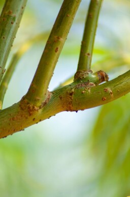 Salix viminalis hoogstam 14/16