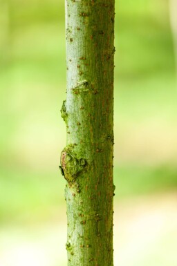 Salix viminalis hoogstam 14/16