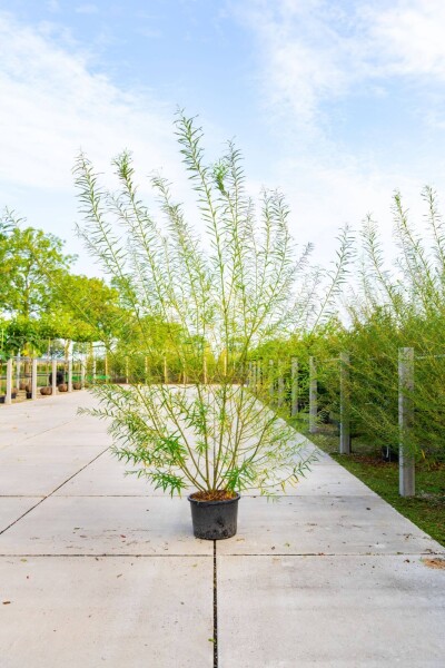 Salix viminalis meerstammig 350-400