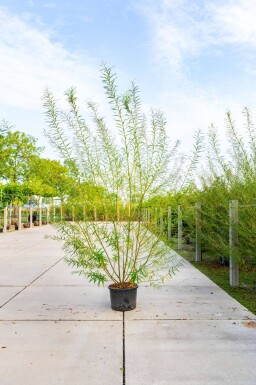 Salix viminalis meerstammig 350-400