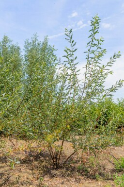 Salix viminalis meerstammig 350-400