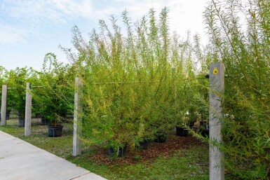 Salix viminalis meerstammig 350-400