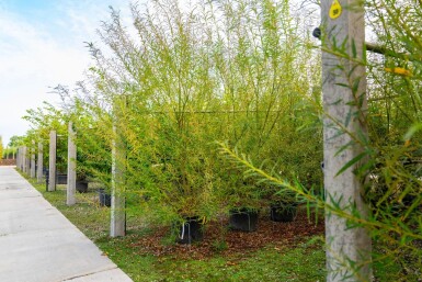 Salix viminalis meerstammig 350-400