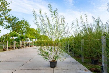 Salix viminalis meerstammig 350-400