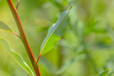 Salix viminalis meerstammig 350-400