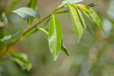 Salix viminalis meerstammig 350-400