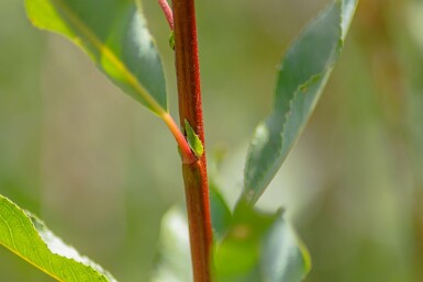 Salix viminalis meerstammig 350-400