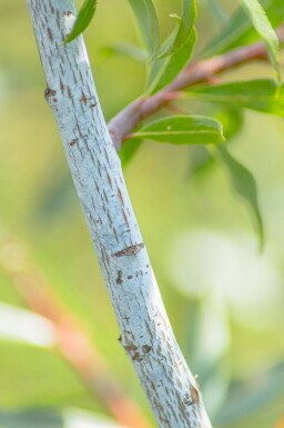 Salix viminalis meerstammig 350-400