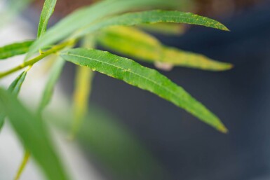 Salix viminalis meerstammig 350-400