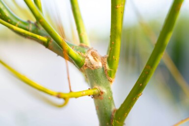 Salix viminalis meerstammig 350-400