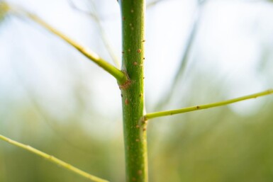 Salix viminalis meerstammig 350-400