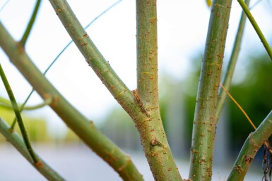Salix viminalis meerstammig 350-400