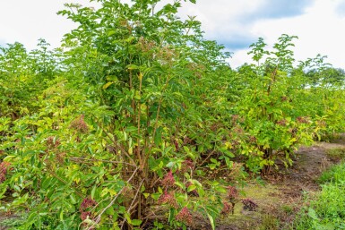 Sambucus nigra meerstammig 250-300