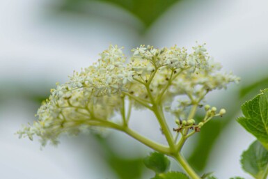 Sambucus nigra meerstammig 250-300