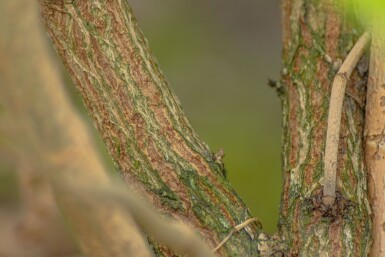 Sambucus nigra meerstammig 250-300