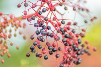 Sambucus nigra meerstammig 250-300