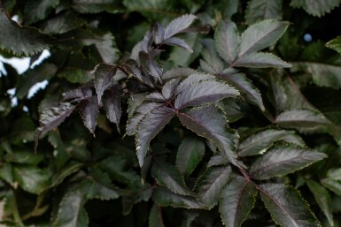 Sambucus nigra meerstammig 250-300